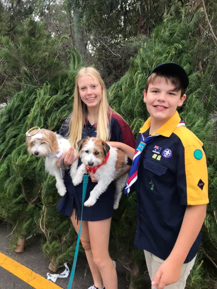 scout christmas trees 2